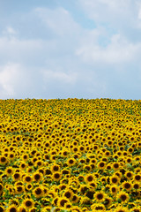 Obraz premium Sonnenblumen