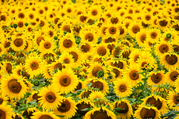 Sonnenblumen