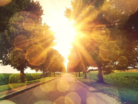 Warm sun on a alley in Stuttgart Hohenheim