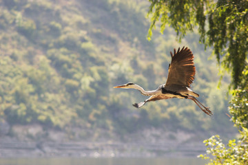Grey heron flying over big river shore