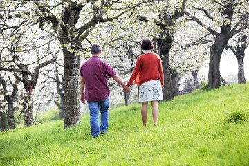 Naklejka na ściany i meble Mature couple runs under blooming cherry trees