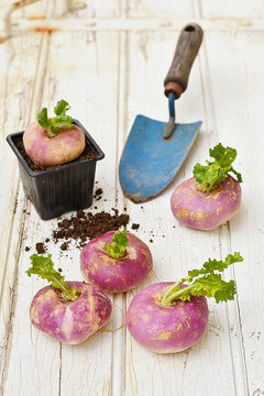 Turnips on wooden table with a mini shovel