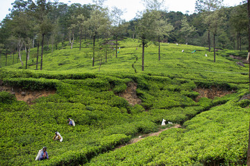 Teeplantage, Nuwara Eliya, Sri Lanka