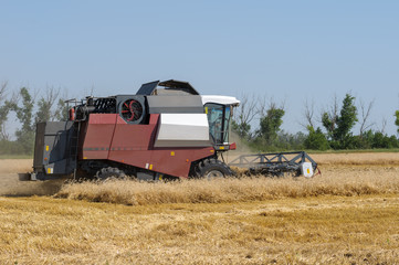 Fototapeta na wymiar Mechanized harvesting wheat grain harvester