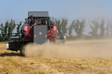 Fototapeta premium Mechanized harvesting wheat grain harvester