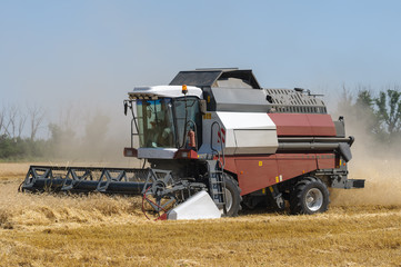 Mechanized harvesting wheat grain harvester