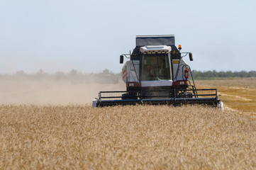 Mechanized harvesting wheat grain harvester
