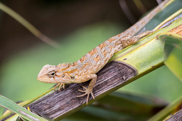 Lizard, Sri Lanka