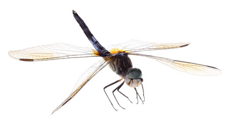 Blue Dasher Dragonfly Isolated - obrazy, fototapety, plakaty
