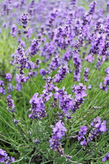 ラベンダー　Lavender