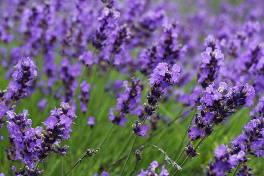 ラベンダー　Lavender