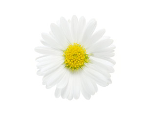 Camomile Beauty  isolated on white