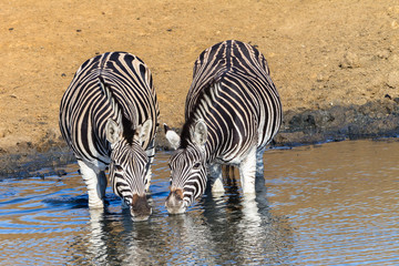 Fototapeta na wymiar Wildlife Two Zebra's Waterhole