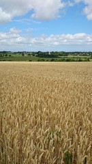 Champ de céréales