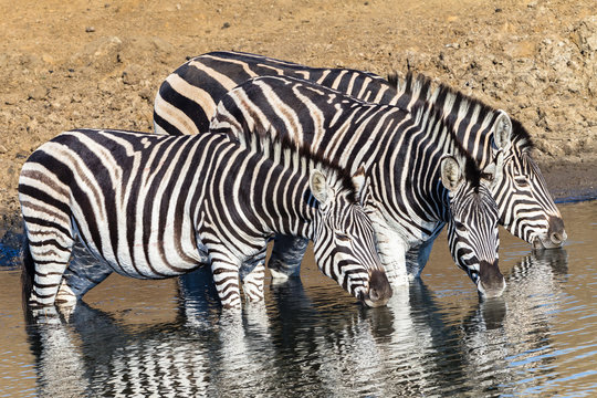 Wildlife Three Zebra's Waterhole