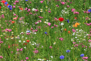 flowers on a meadow at summer