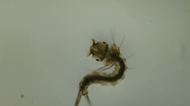 mosquito larva in water