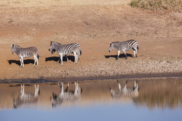 Fototapeta na wymiar Zebra's Four Water Mirror Wildlife