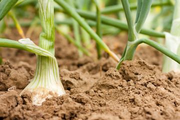 onion