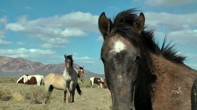 Wilde Pferde in der Wüste in Nevada