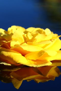 gelbe rose auf dem wasser I
