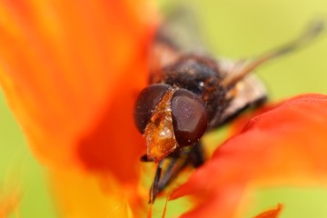 schwebfliege I