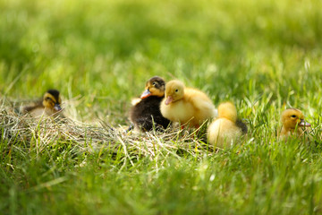 Little cute ducklings on hay, outdoors