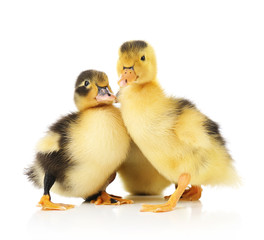 Little cute ducklings isolated on white
