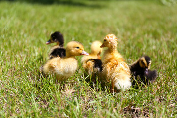 Little cute ducklings on green grass, outdoors
