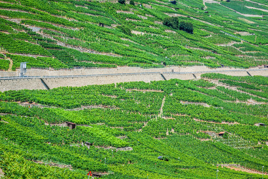the swiss alpine town of martigny surrounded by vineyards and mo
