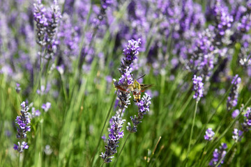 Hummingbird Hawk-moth (Hummingmoth, Macroglossum stellatarum)