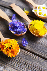 Fresh medical herbs in wooden spoons on table close-up