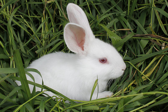 Rabbit sits on the mown grass .