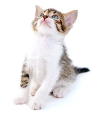 Cute little kitten, isolated on white