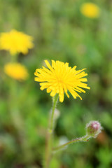 Beautiful flowers in field