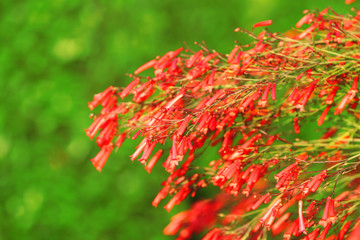 Beautiful flowering bush in garden