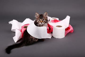 Cute kitten playing with roll of toilet paper,