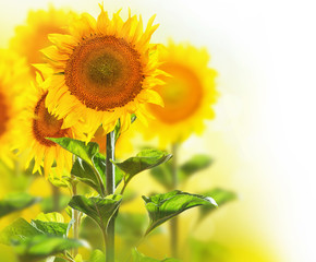Blooming sunflowers border design isolated on white © Subbotina Anna