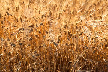 Fototapeta premium fields of gold