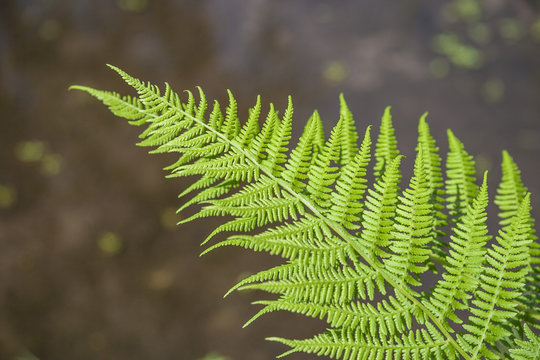 Fern