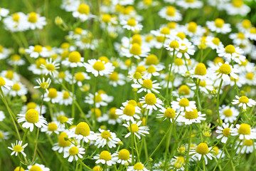 camomile