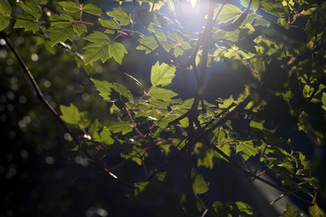 Leaves In The Early Morning