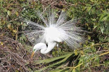 Great Egret Breeding Display