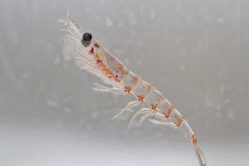Fototapete Antarktis Antarktischer Krill in der Wassersäule des Südlichen Ozeans