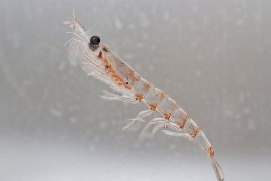 Antarctic krill in the water column of the Southern Ocean