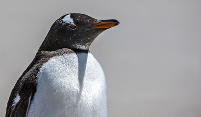 Gento Penguin Close-Up