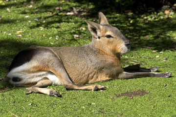 Naklejka na ściany i meble Patagonian hare or mara resting on a green lawn under the autumn