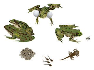 Obraz premium Life of frog