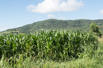Paesaggio di campagna