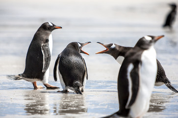 Fototapeta premium Penguins under Discussion at Falkland Islands-2